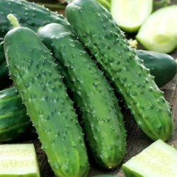 Ogórek Nadusha Mix 1 tyś. nasion st